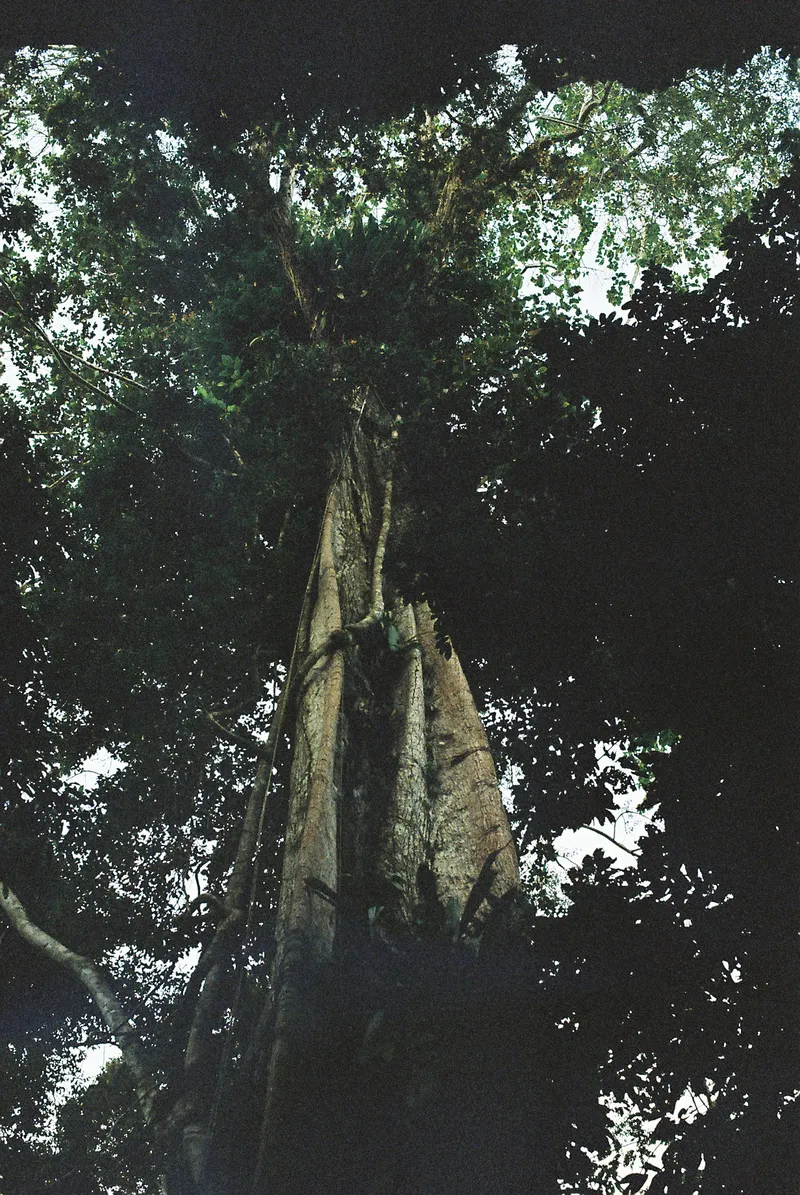 Large old tree in the Amazon