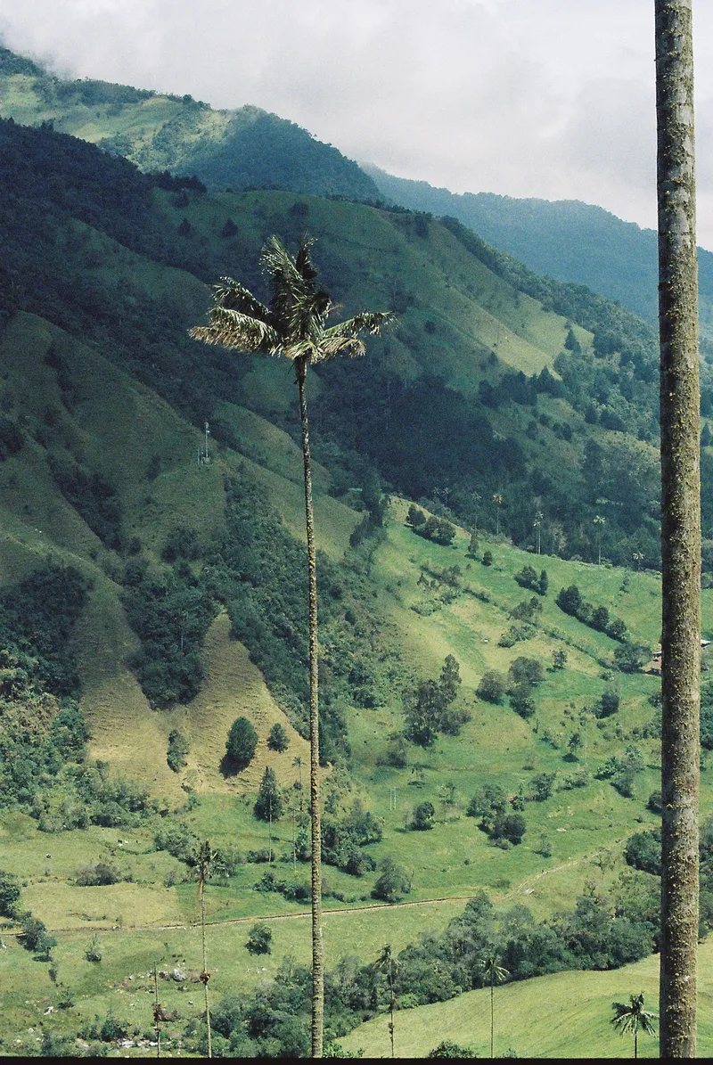 Palm tree in Salento, Colombia