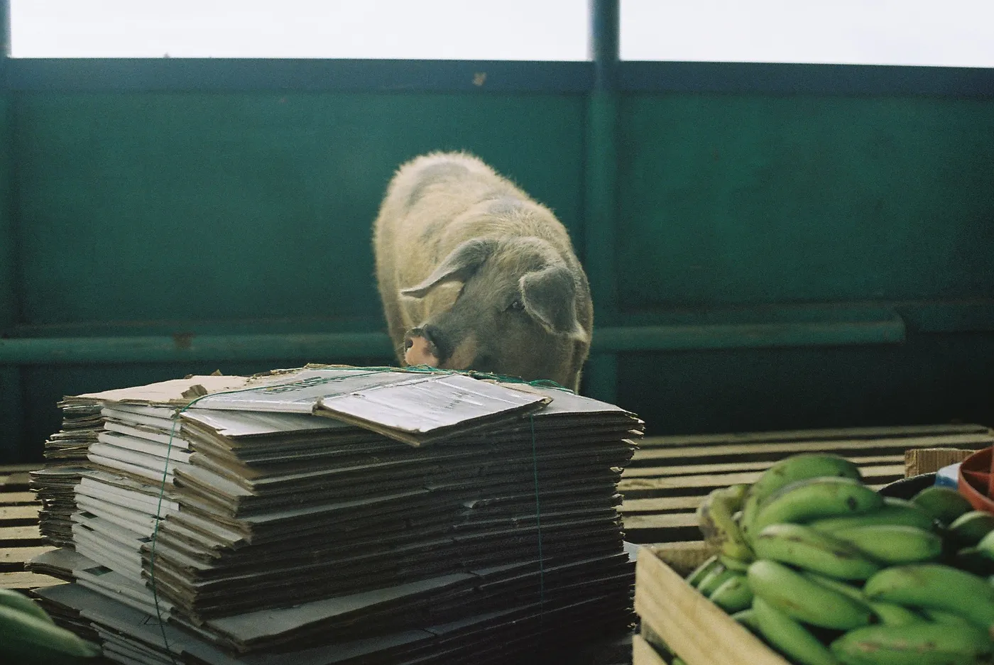 Amazon River Slow Boat — photo 12