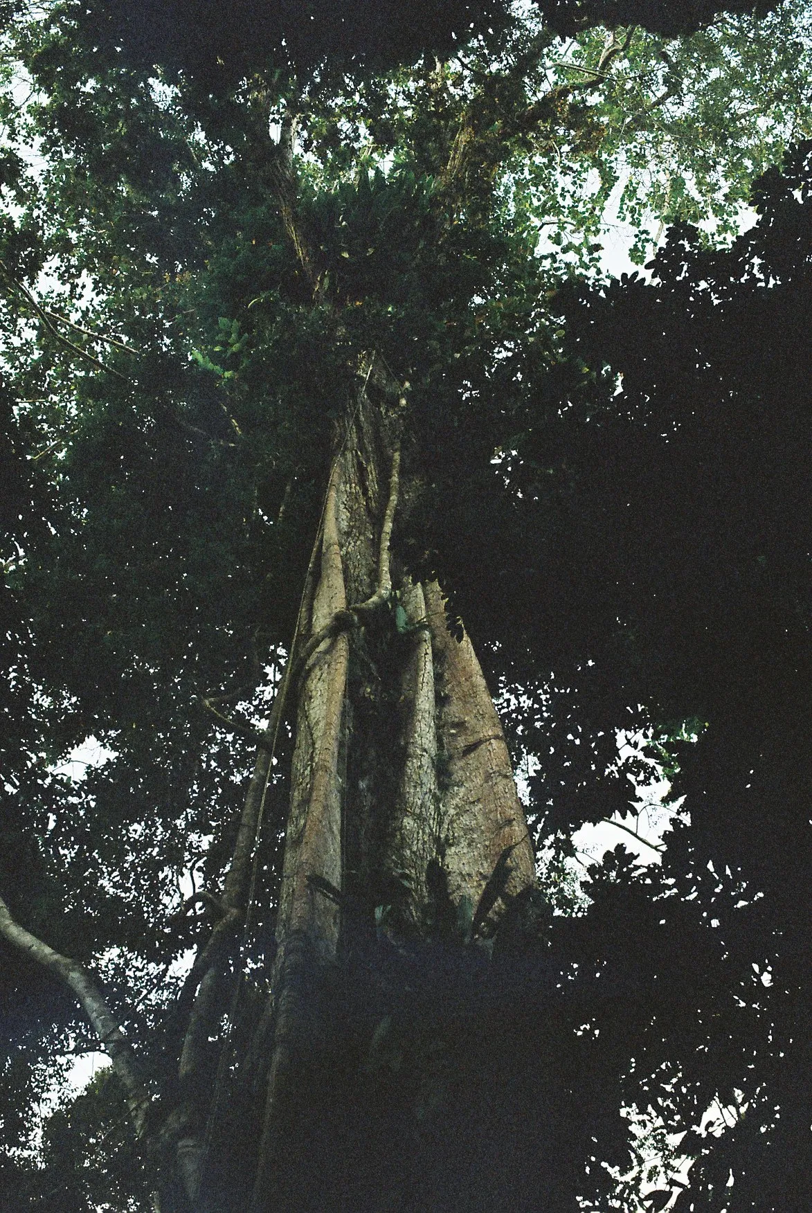 Amazon River Slow Boat — photo 39