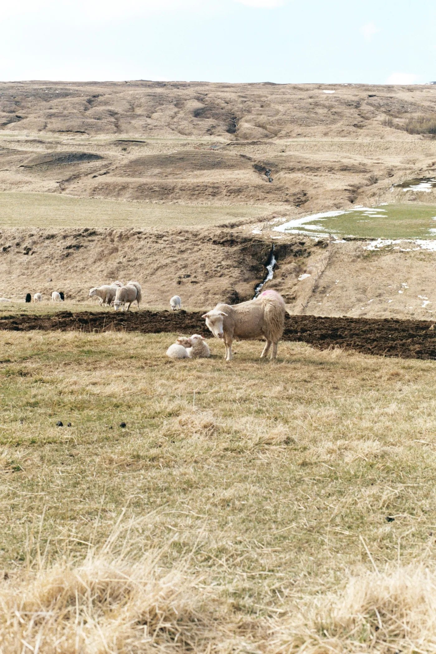 Iceland: The Ring Road — photo 16