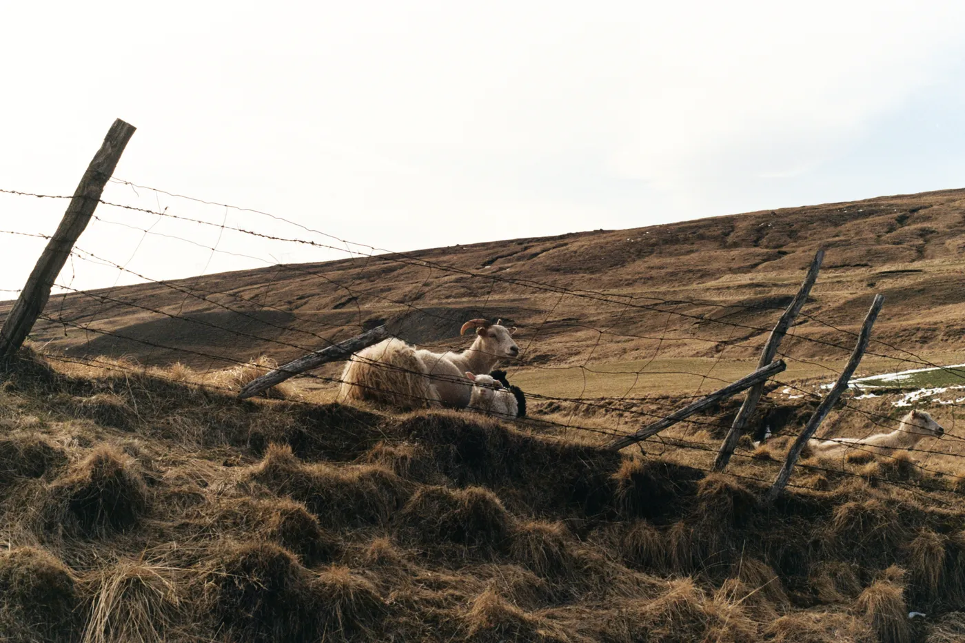 Iceland: The Ring Road — photo 17