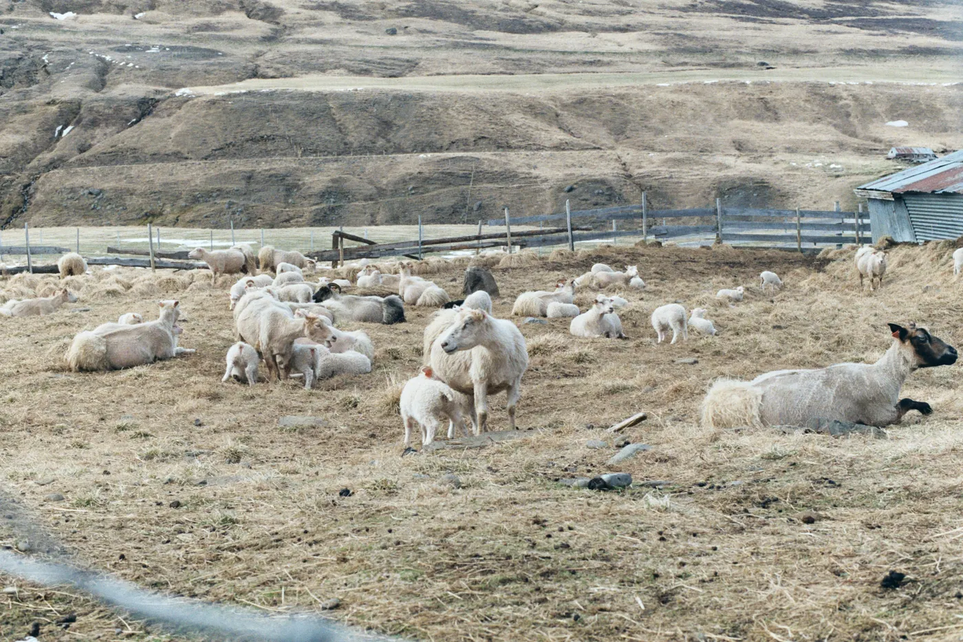 Iceland: The Ring Road — photo 19