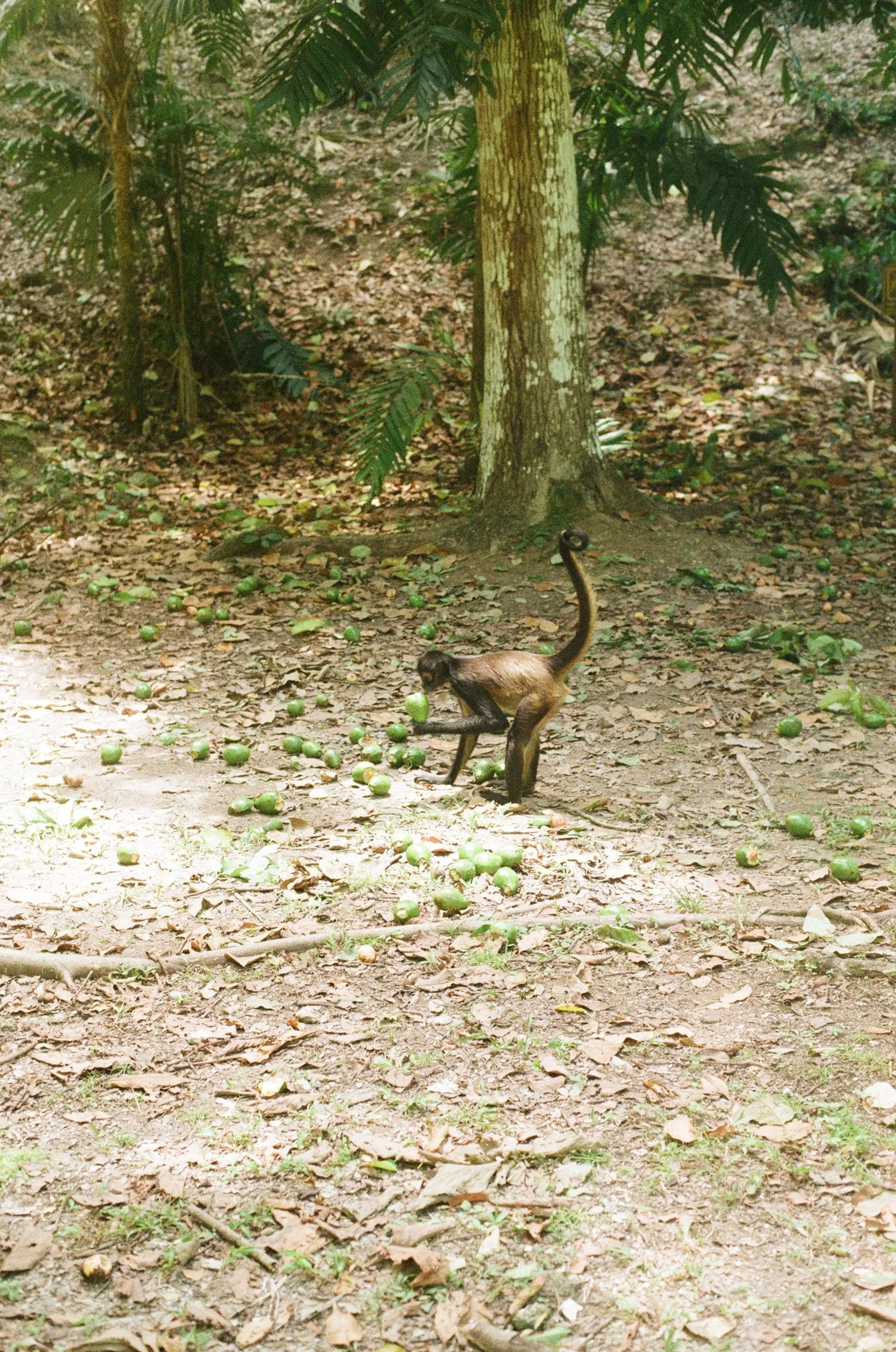 Mesoamerica — photo 15