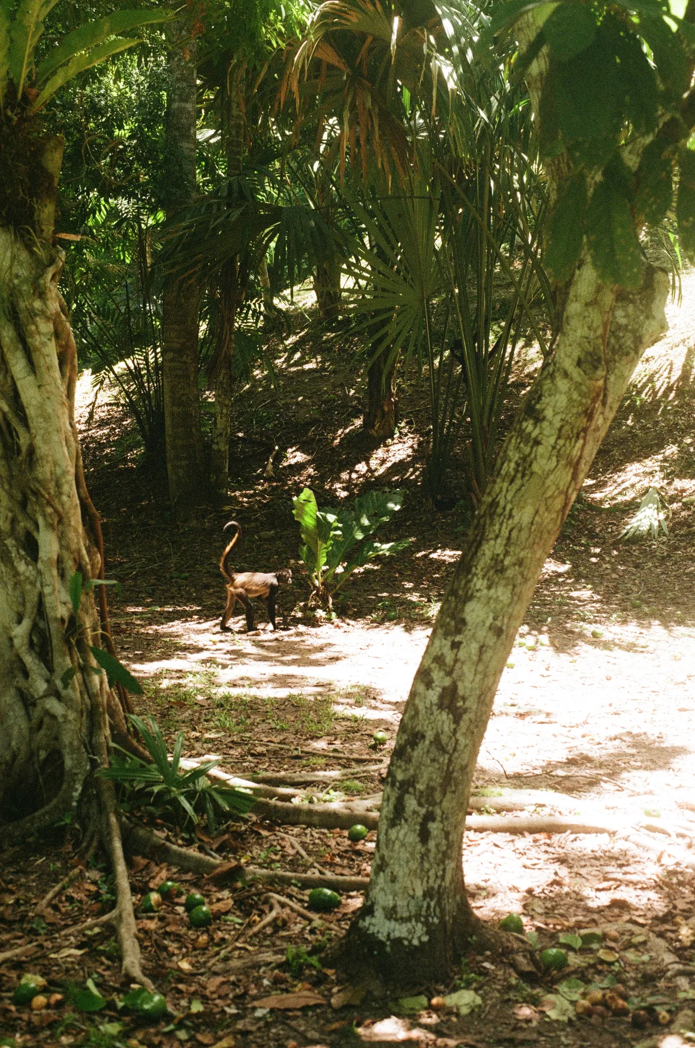 Mesoamerica — photo 21
