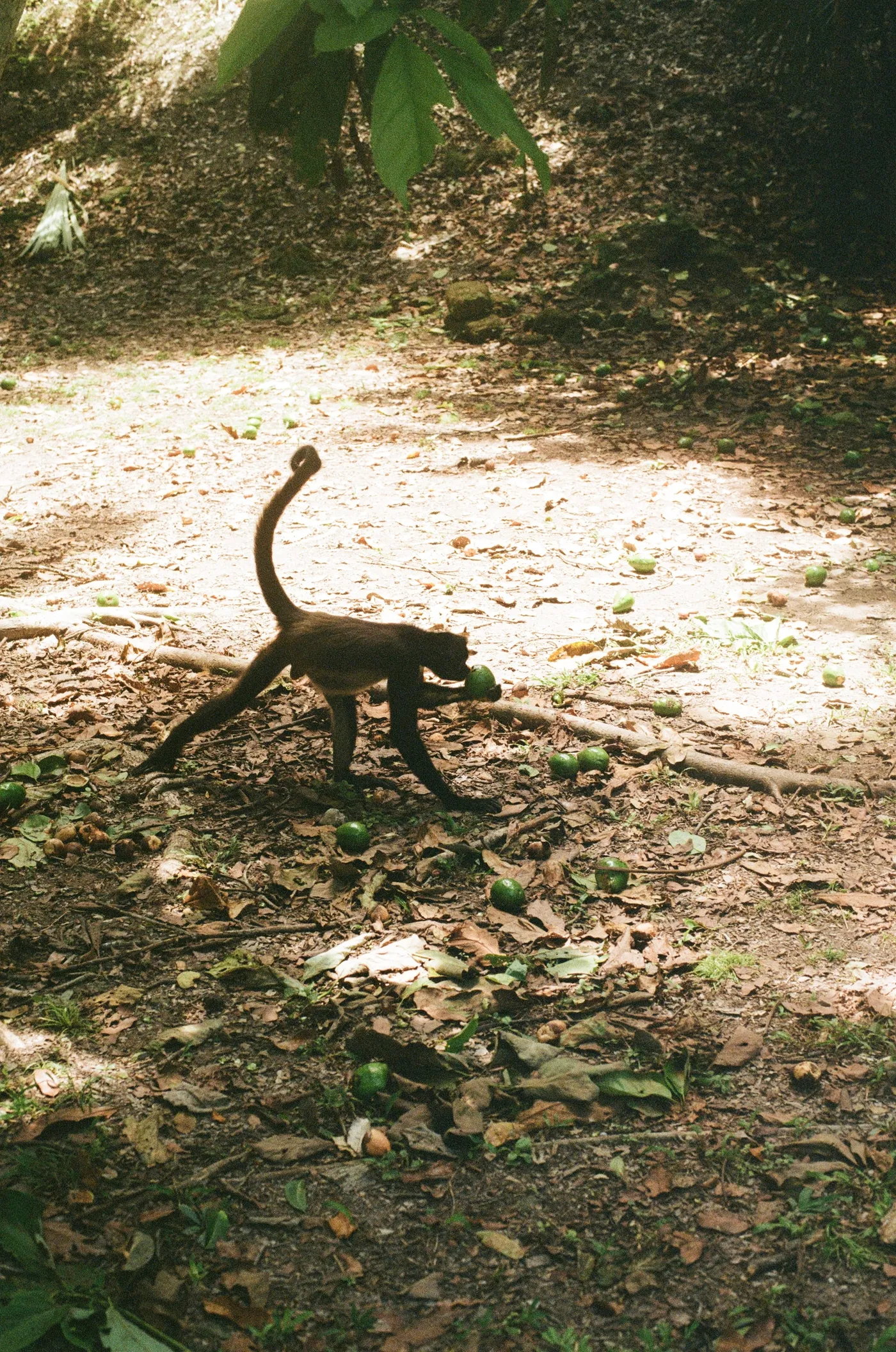 Mesoamerica — photo 23