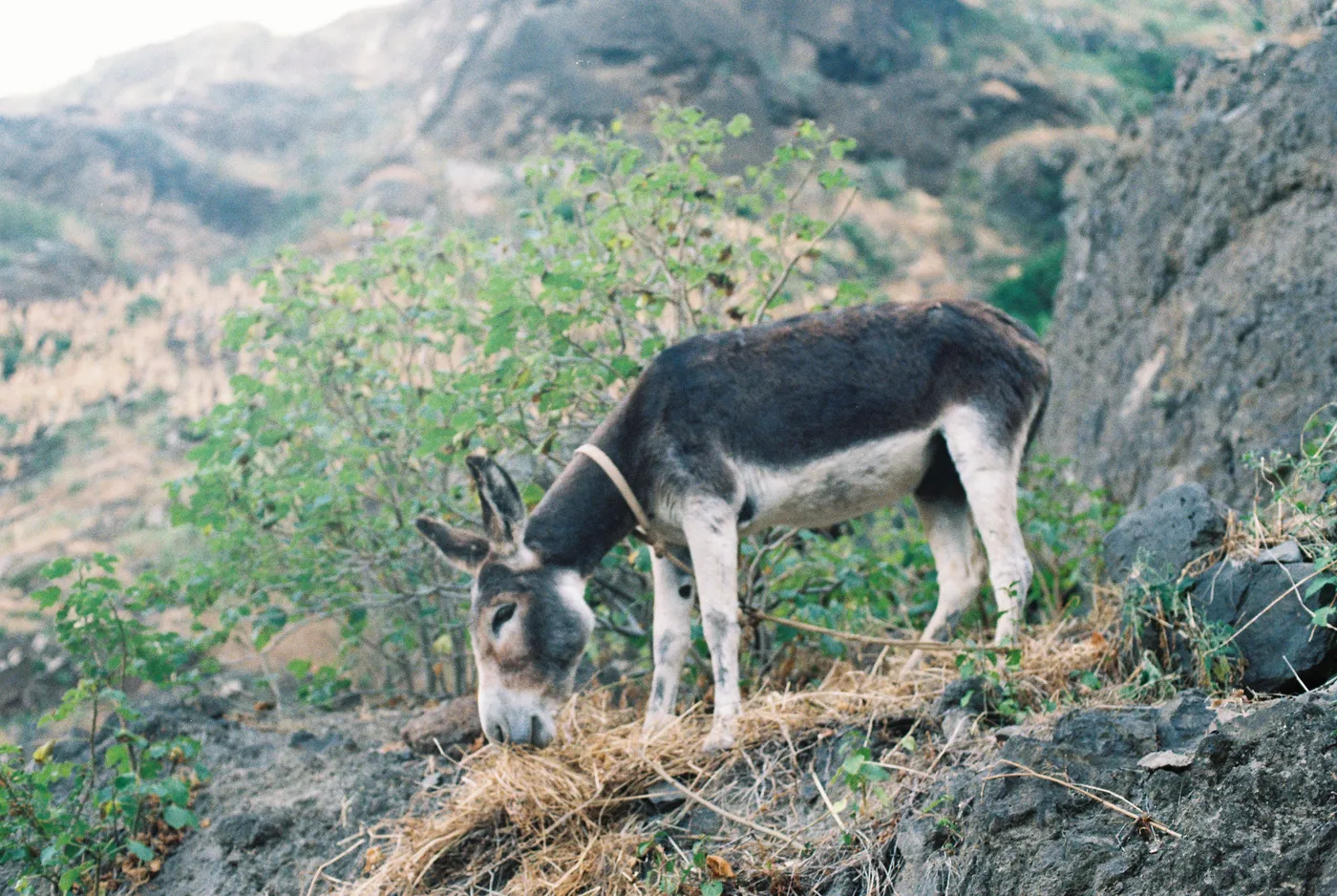 Santo Antão — photo 15