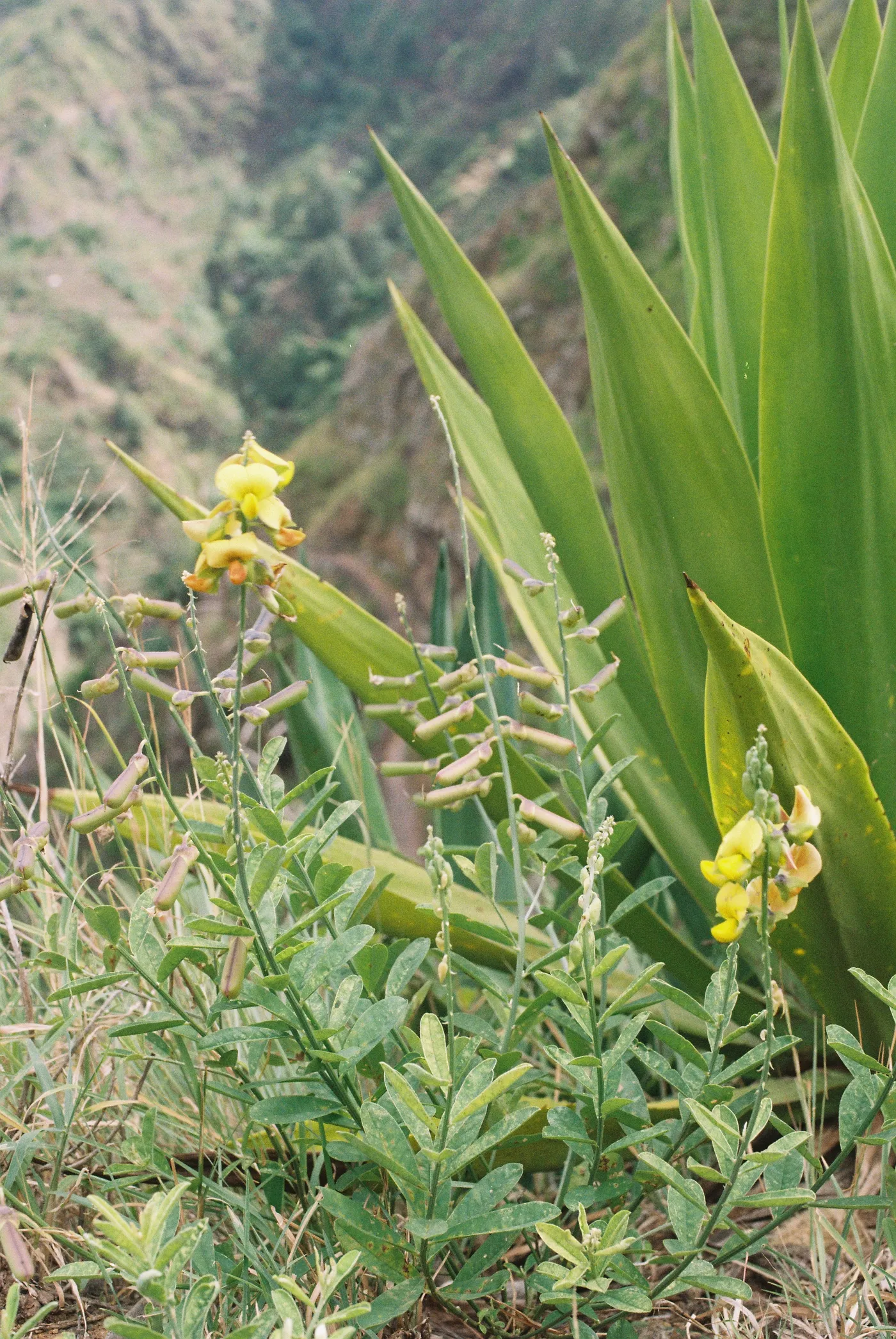 Santo Antão — photo 44