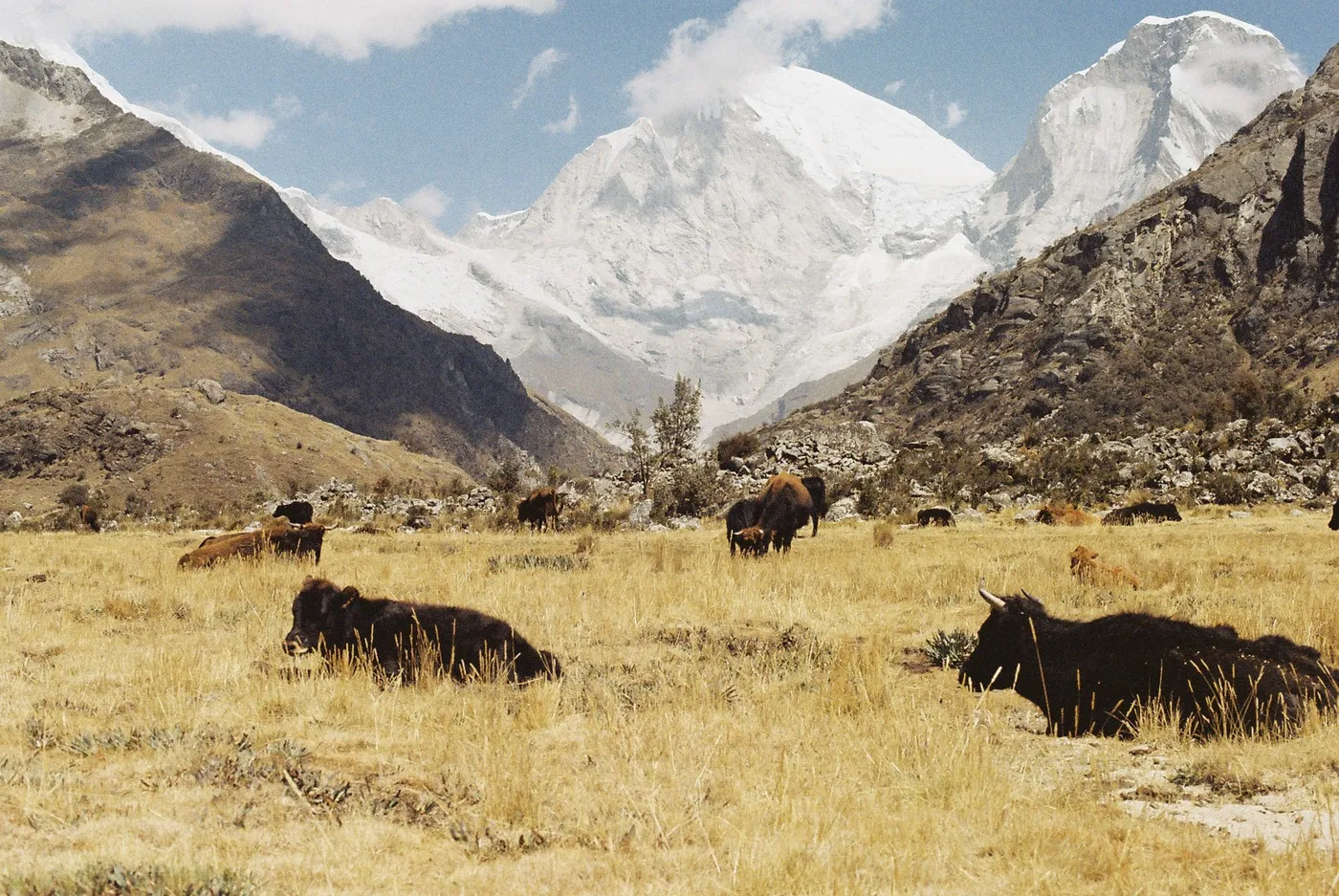 Cows grazing in a valley in the Andes near Laguna 69.