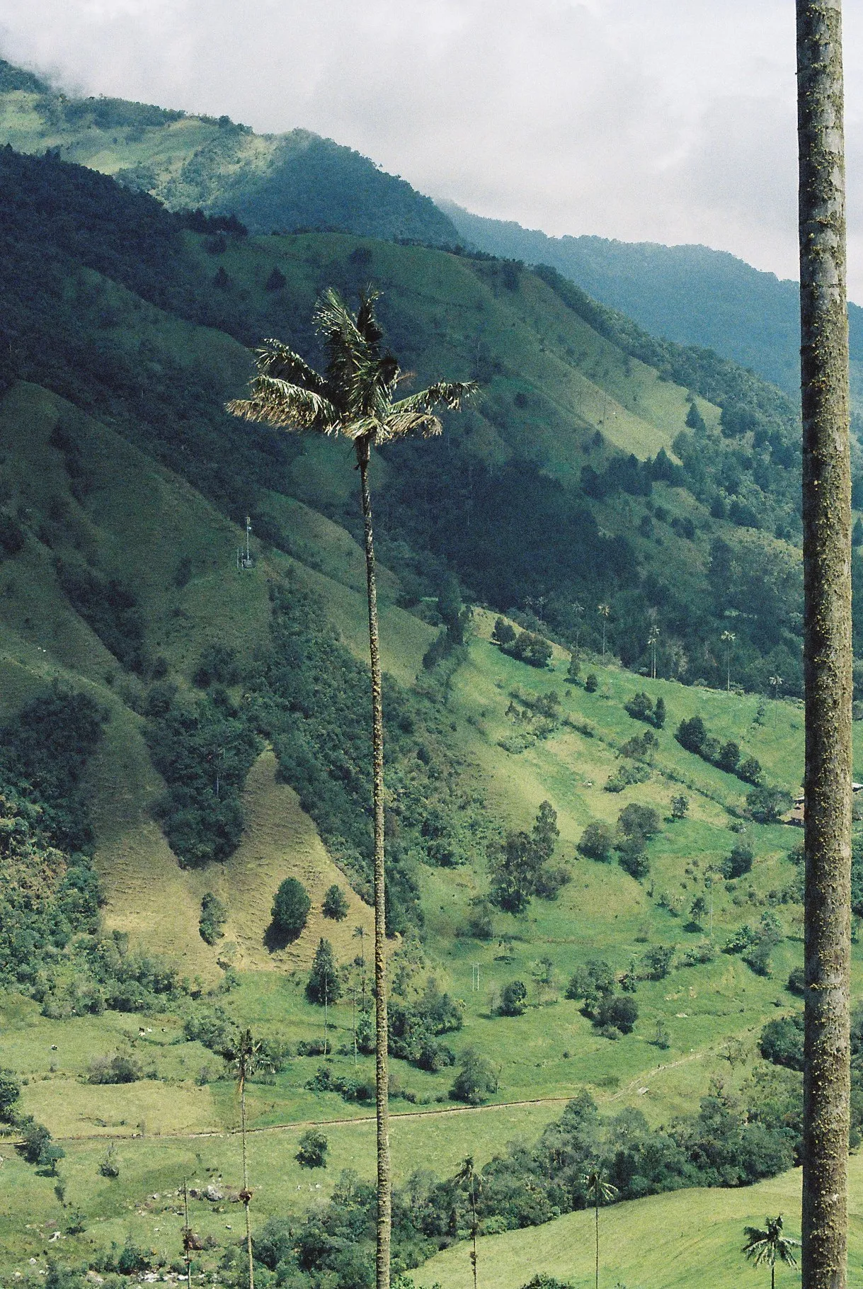 Tall palm trees in Salento, Colombia