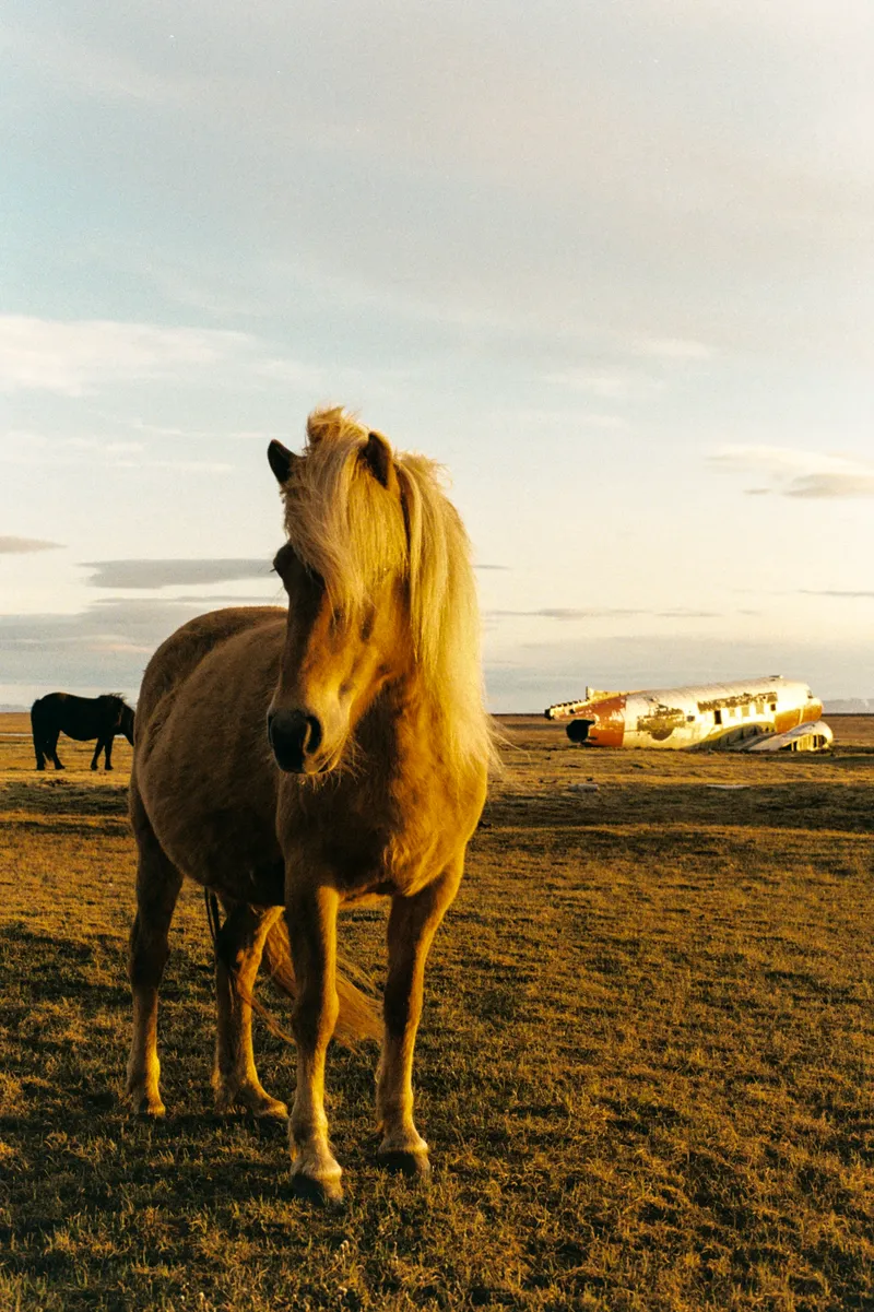 Icelandic horse in front of a crashed plane near Thorshofn