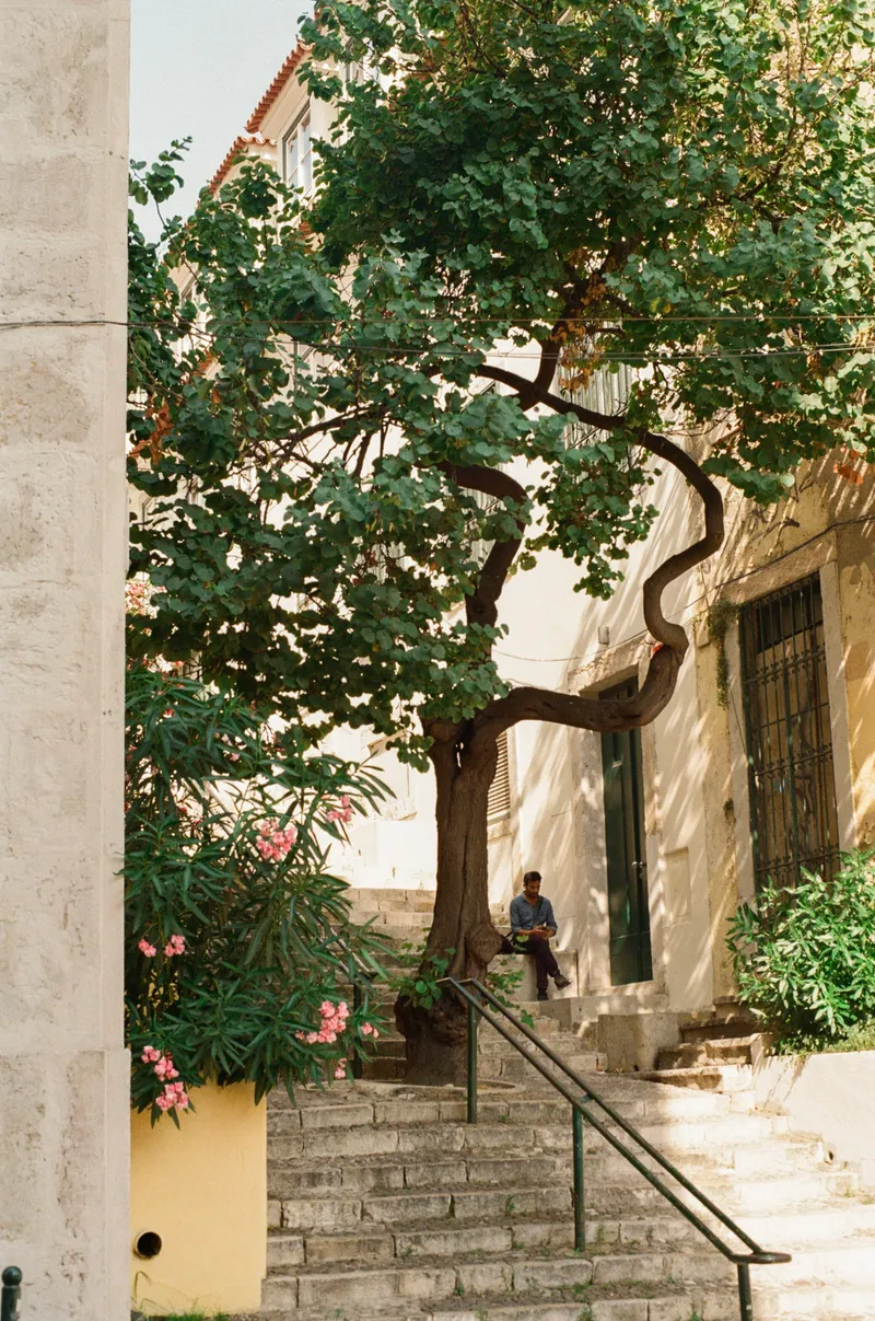 Twisted tree over stone steps in Lisbon