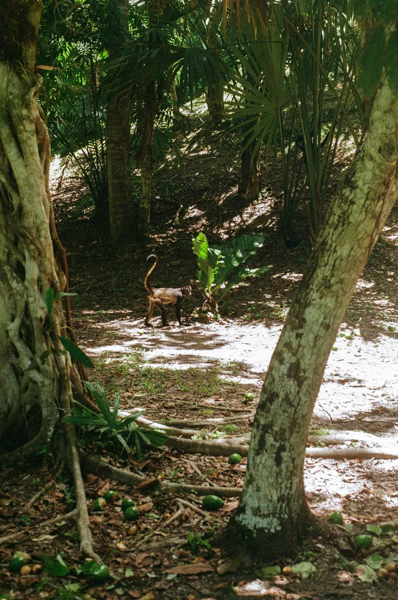Spider monkey crossing a clearing in the jungle at Tikal, Guatemala