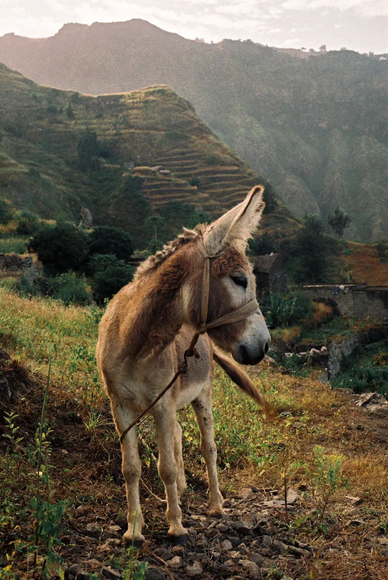 Donkey on a terraced hillside in Santo Antão, Cape Verde