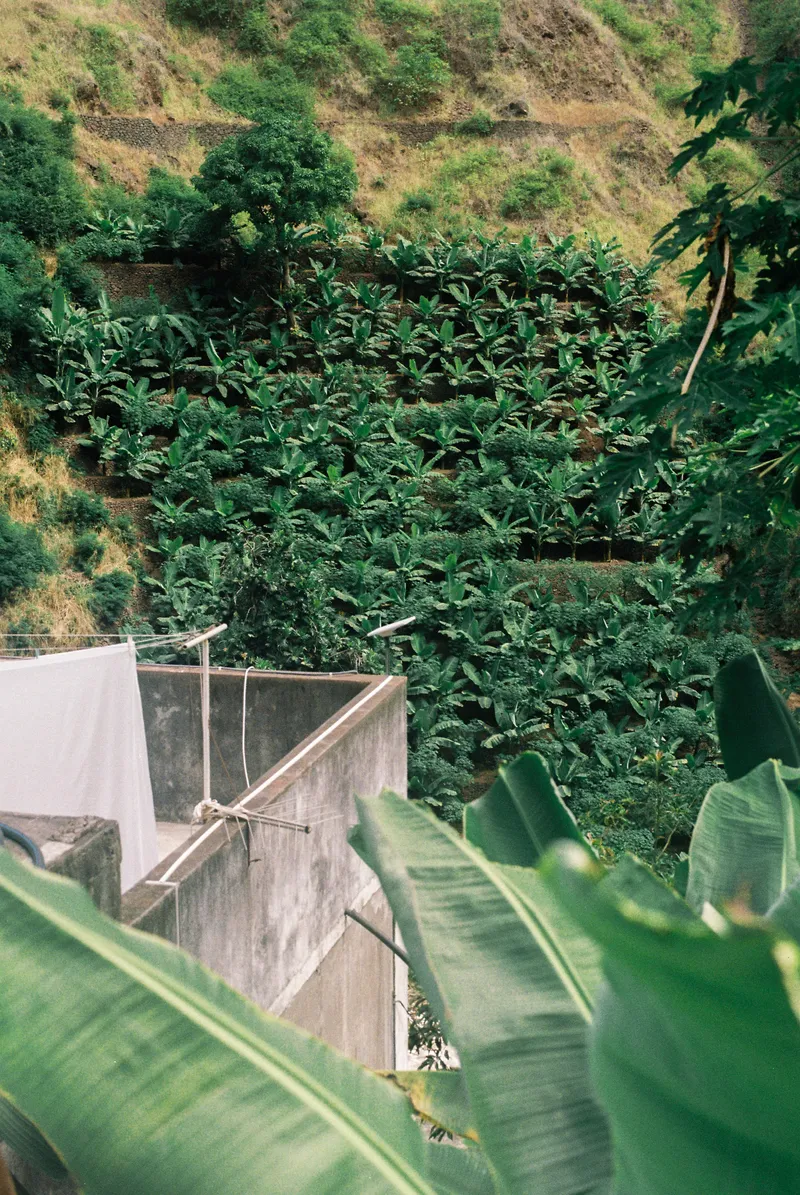 Banana terraces above a rooftop in Santo Antão, Cape Verde