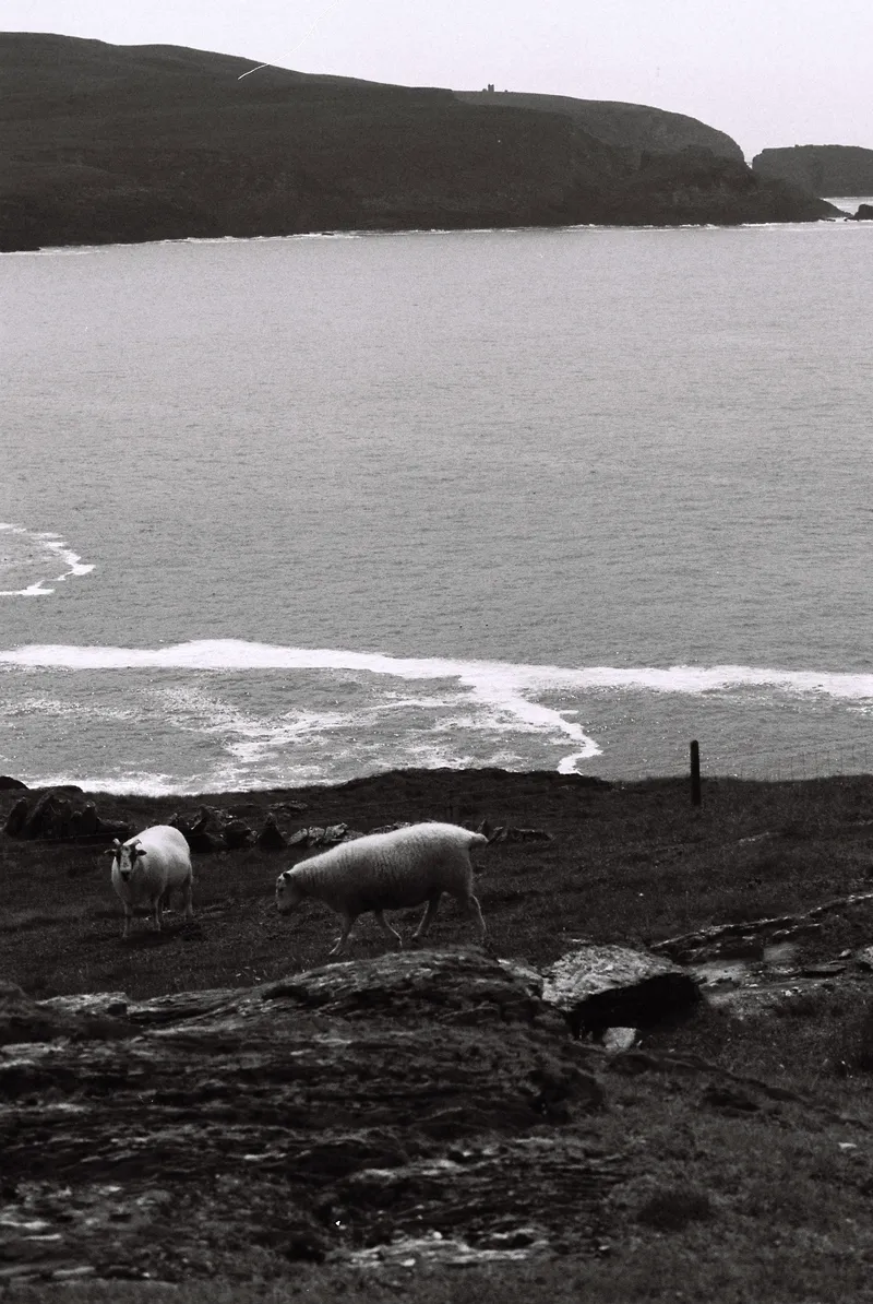 Sheep grazing on the clifftop at Three Castle Head