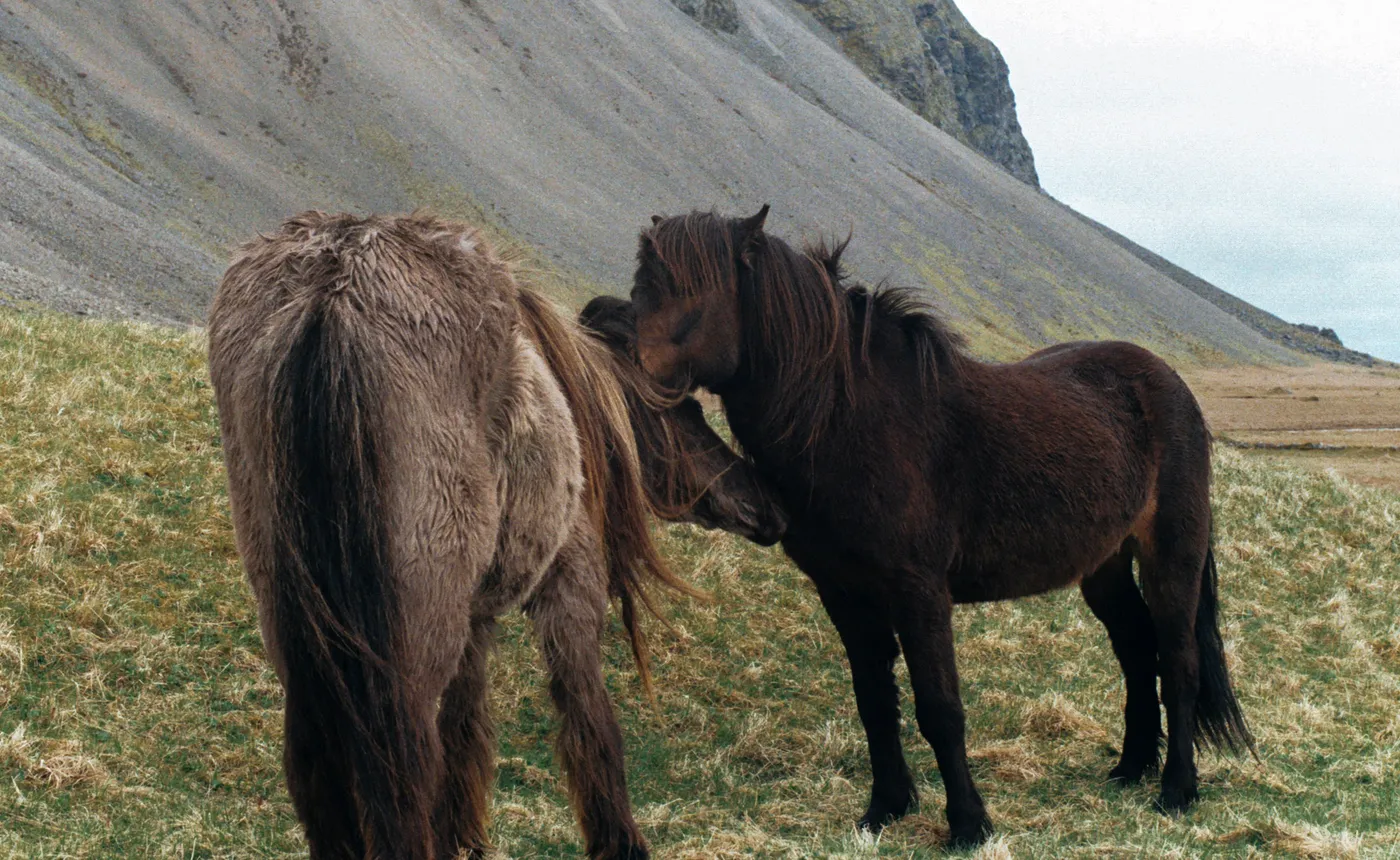 The Ring Road of Iceland — photo 5