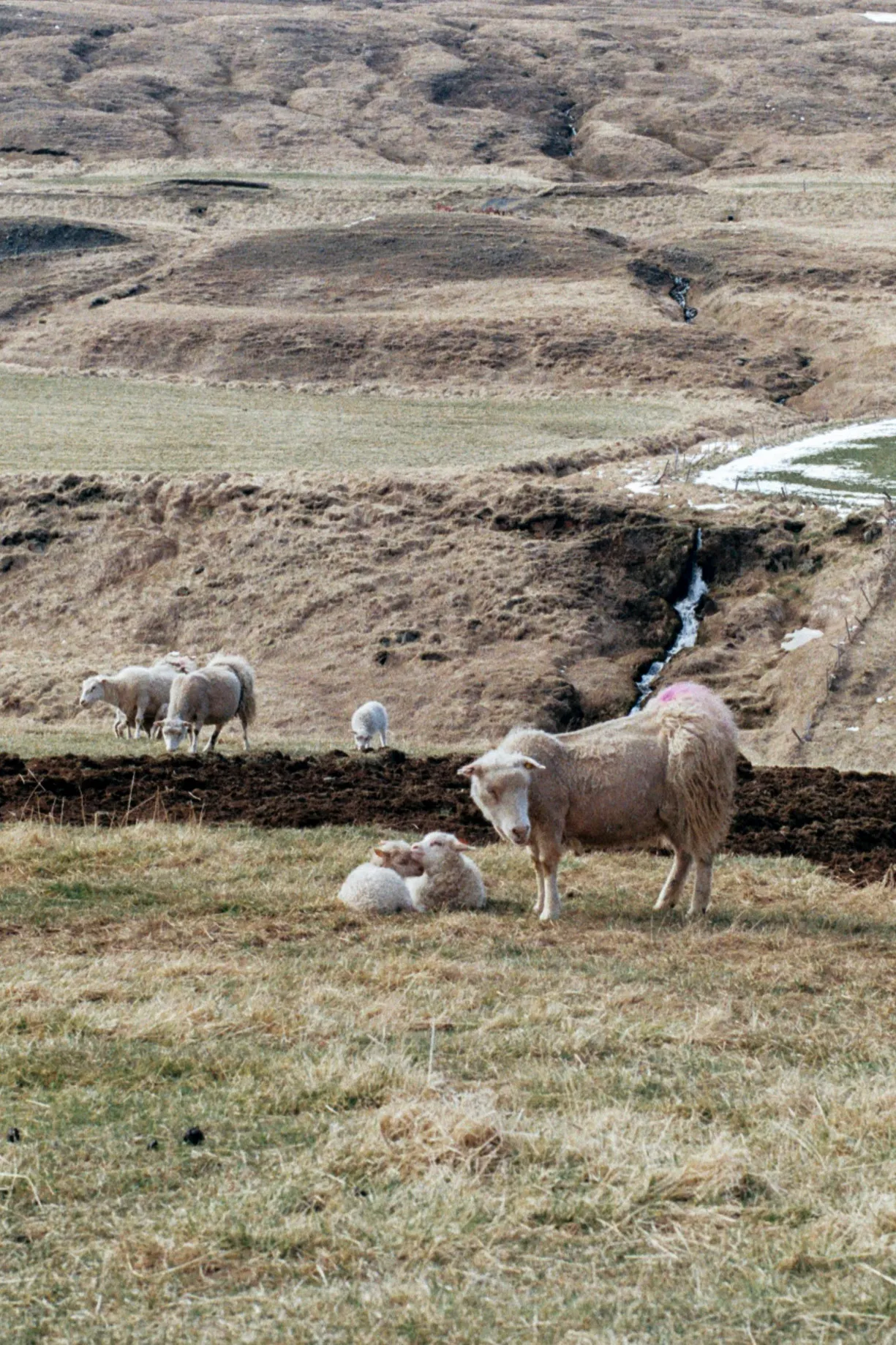 The Ring Road of Iceland — photo 11