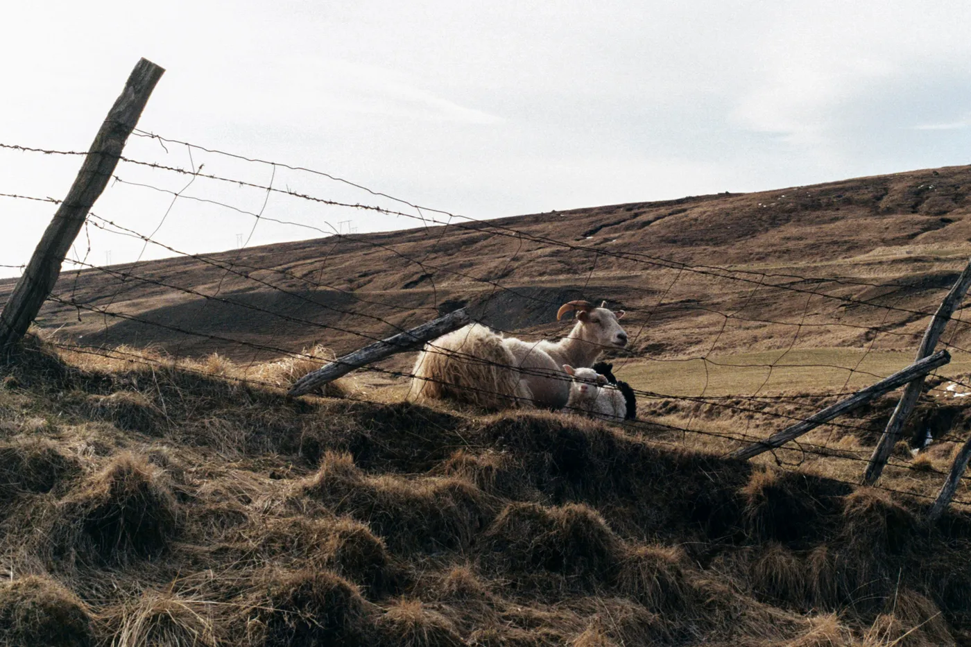 The Ring Road of Iceland — photo 12