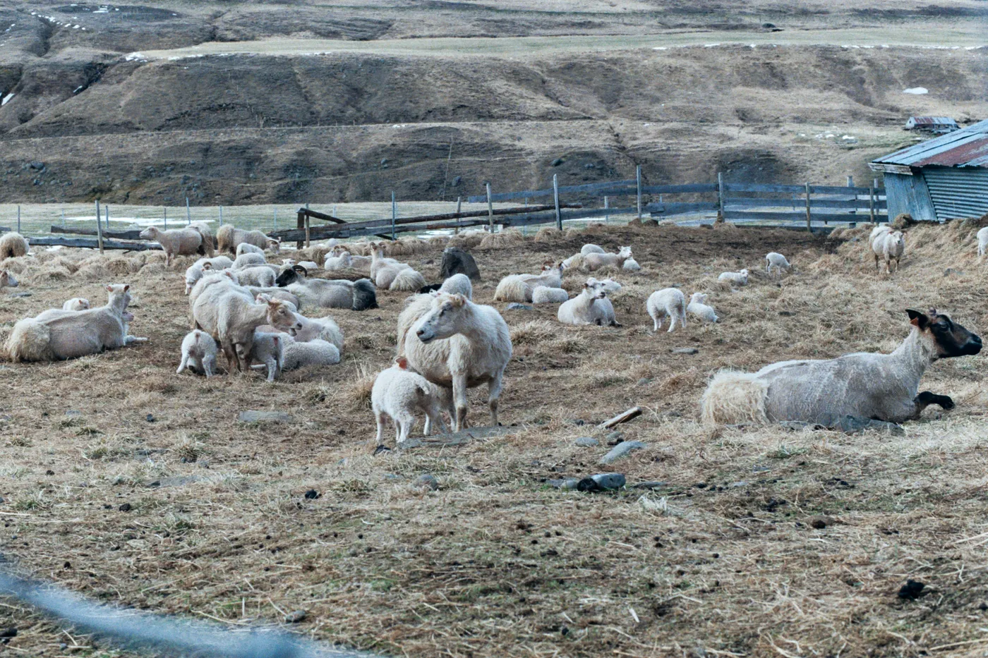 The Ring Road of Iceland — photo 14