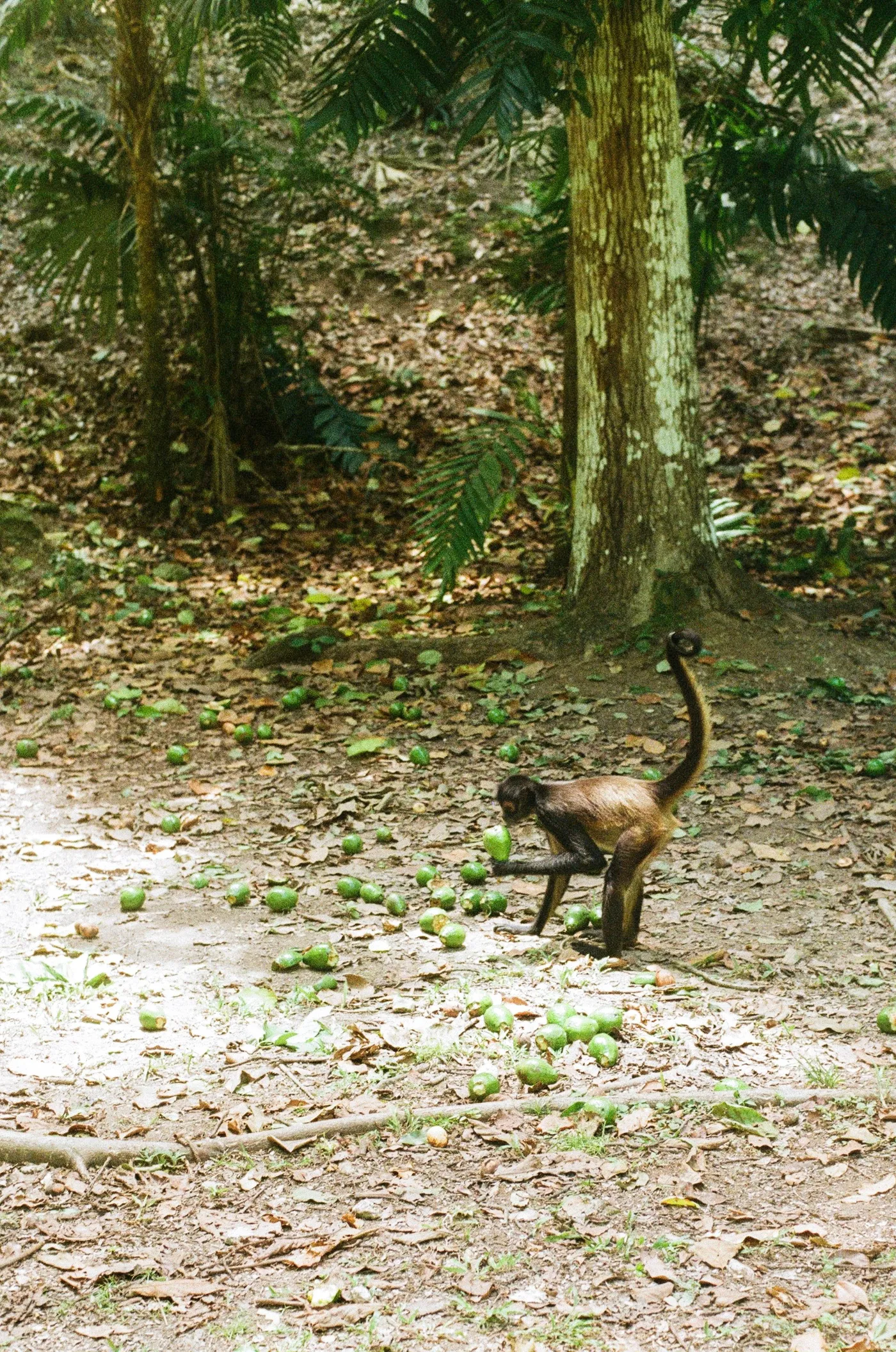 Mexico, Guatemala and El Salvador — photo 6