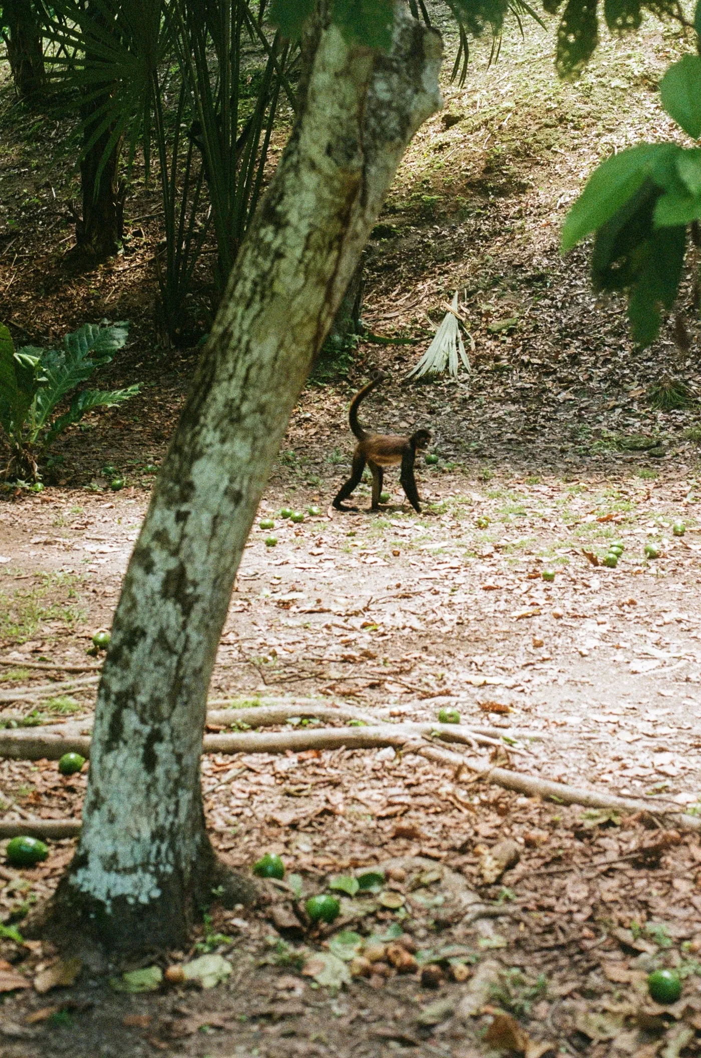 Mexico, Guatemala and El Salvador — photo 9
