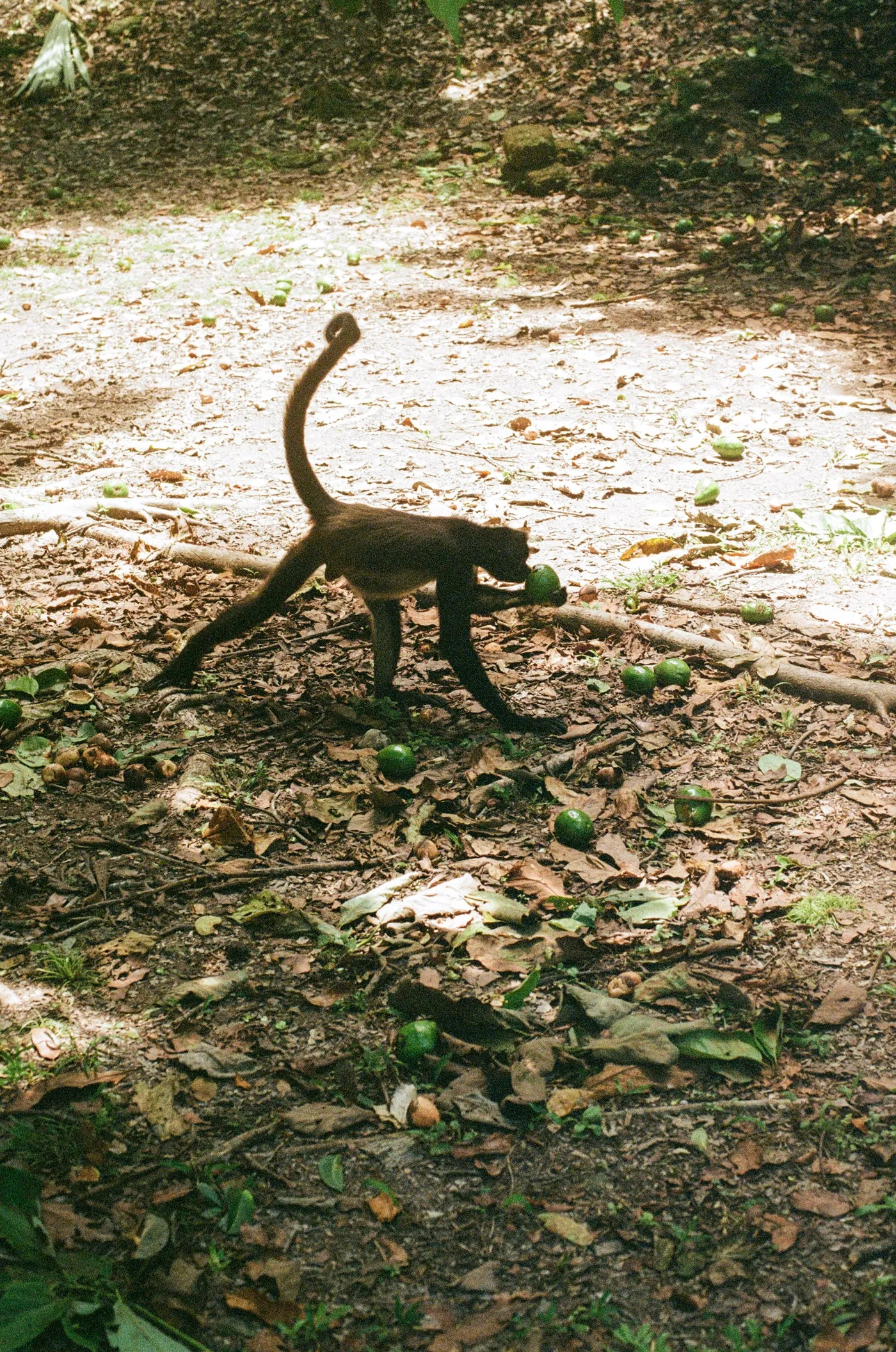 Mexico, Guatemala and El Salvador — photo 10