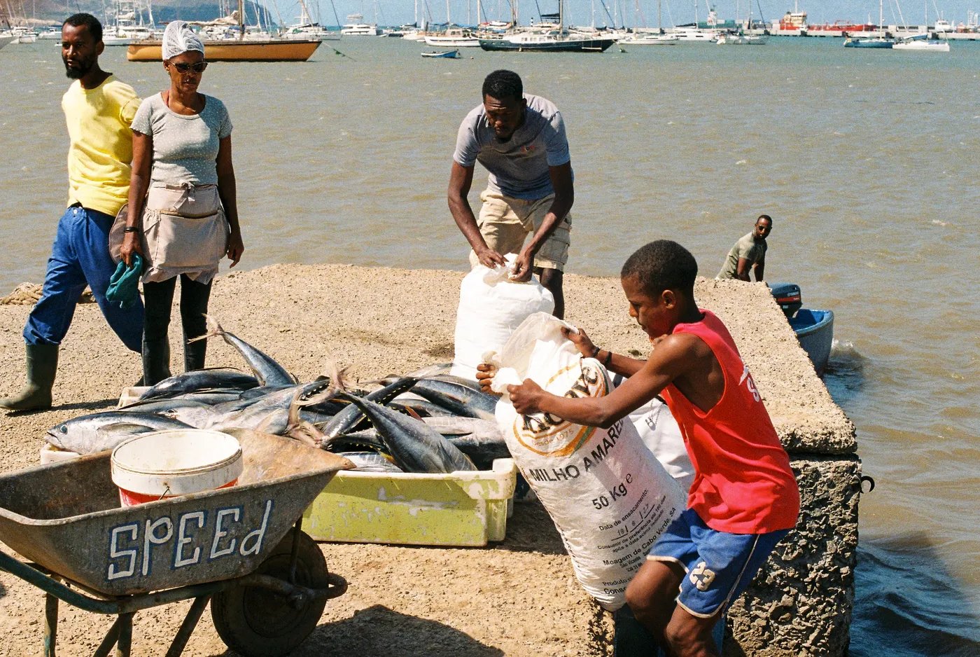 Unloading the catch on the quayside in Mindelo, São Vicente